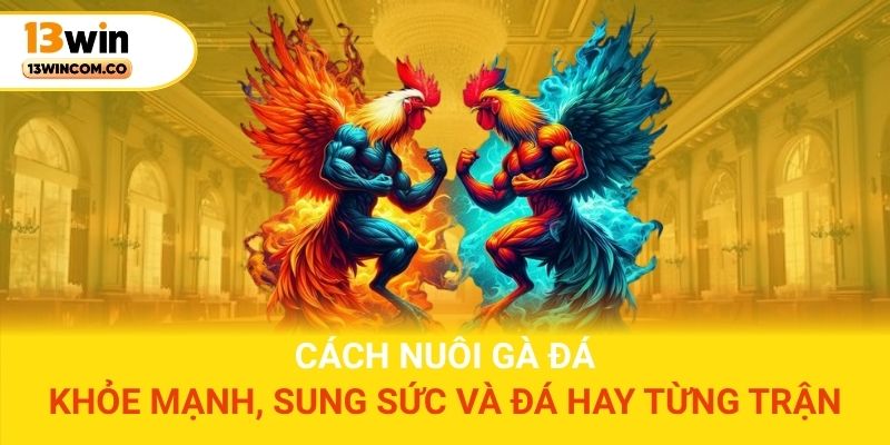 Cách nuôi gà đá khỏe mạnh, sung sức và đá hay từng trận